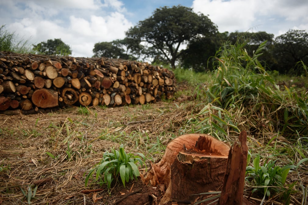 Charcoal burning in Uganda sends wildlife species into extinction