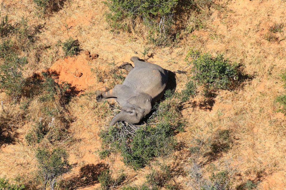 Hundreds of elephants are mysteriously dying in Botswana | Help African