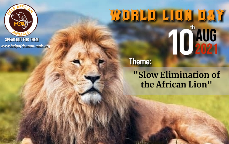 World Lion Day Help African Animals